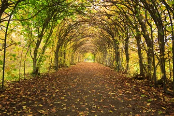 Foto op Plexiglas Bestemmingen Nice pathway in Autumn colors