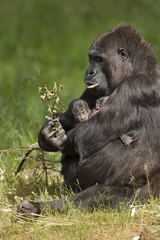 Fototapeten Gorilla moeder met haar tweeling eet een tak. © photoPepp