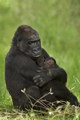 Fototapeten Gorilla-Mutter mit Zwillingen. © photoPepp