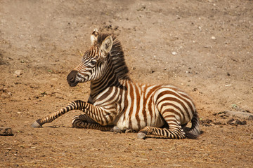 Fototapeta na wymiar Baby zebra staat op.