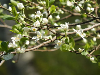 Весеннии цветы дерева на солнце © kimbelij