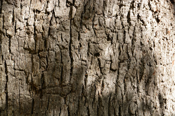 detalle de la corteza de un arbol