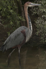 Fototapeta premium Goliath reiger wandelt statig door het water.