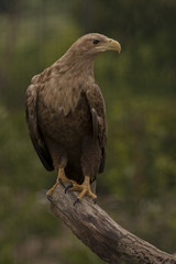 Nieuwsgierige arend.