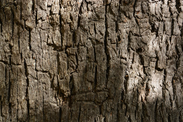 detalle de la corteza de un arbol