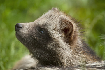 Fototapeta premium Wasbeerhond snuffelt.