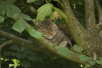 Wilde kat lui in de boom.