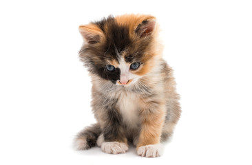 Obraz premium little kitten
