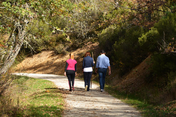 excursion por el bosque en otoño