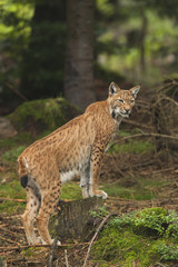 Naklejka na ściany i meble European Lynx