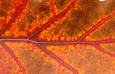 Naklejka na ściany i meble closeup texture of autumn leaf