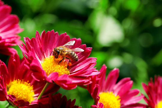 Bee On Flower