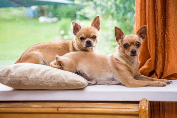 Two curious Chihuahua