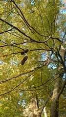 Schuhe hängen in baum