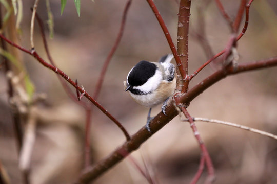 M&eacute;sange