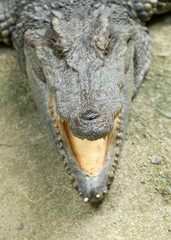 Obraz premium Alligator