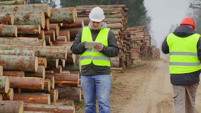 Forest Officers inspect piles of logs in forest