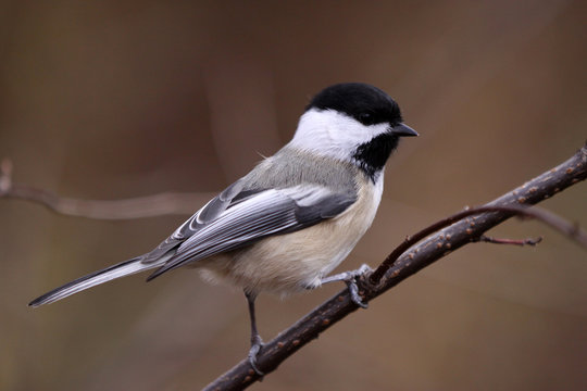M&eacute;sange