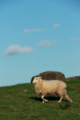 Obraz premium white sheep with rock