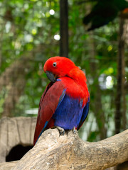 Macaws parrots