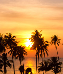 Fototapeta na wymiar Palm Paradise Coconut Horizon