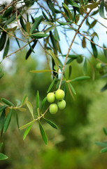 Aceitunas en el olivo