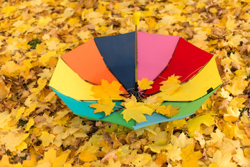A colorful umbrella in the rain in yellow fall leaves