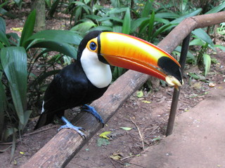 Close-up of the colorful giant toucan