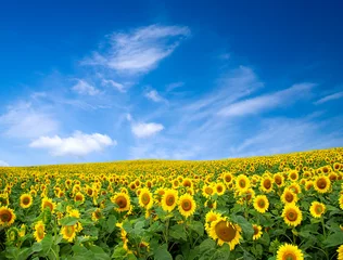 Deurstickers Platteland sunflower field