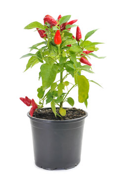 capsicum annuum plant with small red peppers