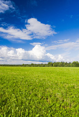 Vibrant Nature Scenic View