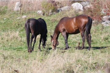 Obraz premium Horses in Field Grazing