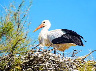 Cigogne au nid