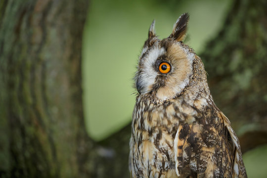 Long-eared owl close-up