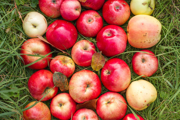 Apples on the green grass