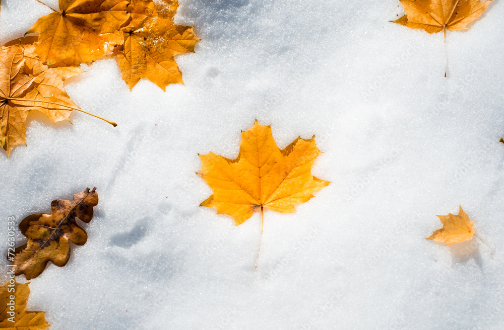 Wall mural autumn leaves in the snow
