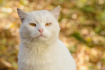 Naklejka na ściany i meble White cat from a shelter