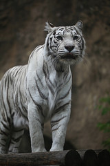 White albino tiger
