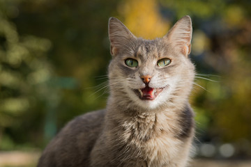 Portrait of a beautiful cat