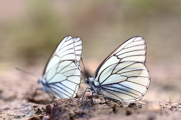 Fototapeta na wymiar white butterflies on sand
