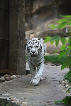 White Albino Tiger