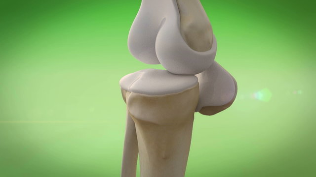 knee, human bone