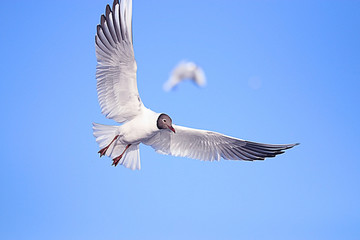 Obraz premium seagull in flight