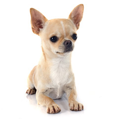 puppy chihuahua