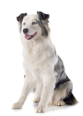 australian shepherd