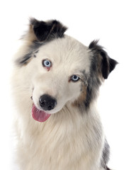 australian shepherd