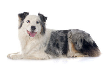 australian shepherd