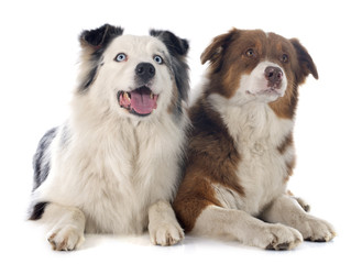 australian shepherds