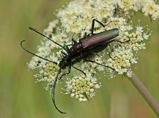 Paarung des Moschusbocks (Aromia moschata)