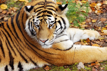 Amur tiger on natural ground